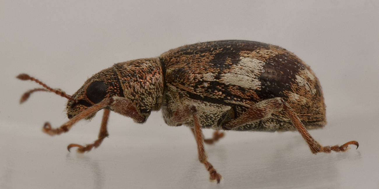 Polydrusus sparsus, Curculionidae